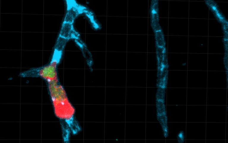 En immuncell med Toxoplasmaparasiter har fastnat i kärlväggen i en kapillär. 